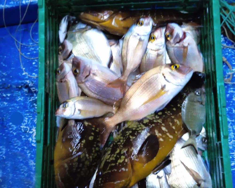 bali fishing trips tailored 18