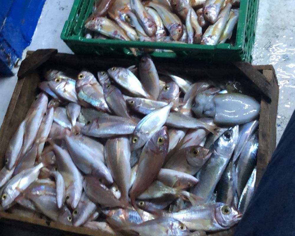 bali fishing trips tailored 19