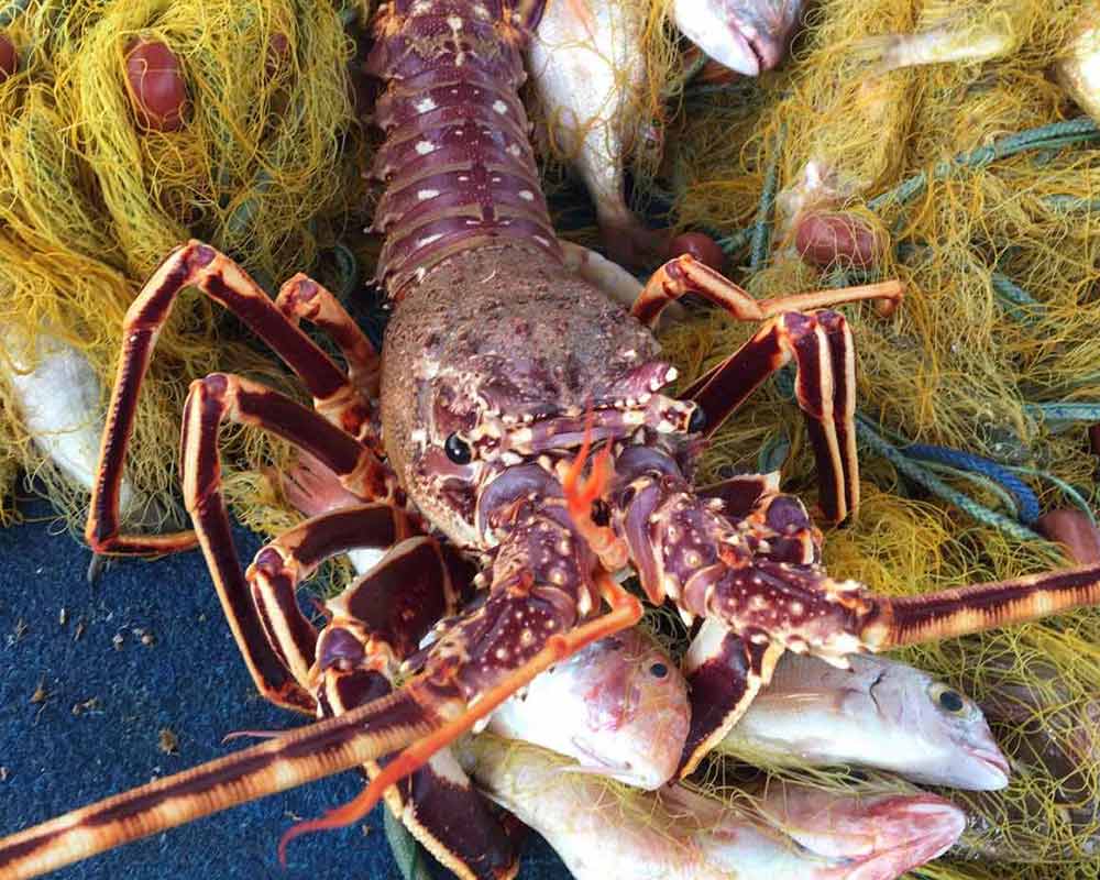 bali fishing trips tailored 20