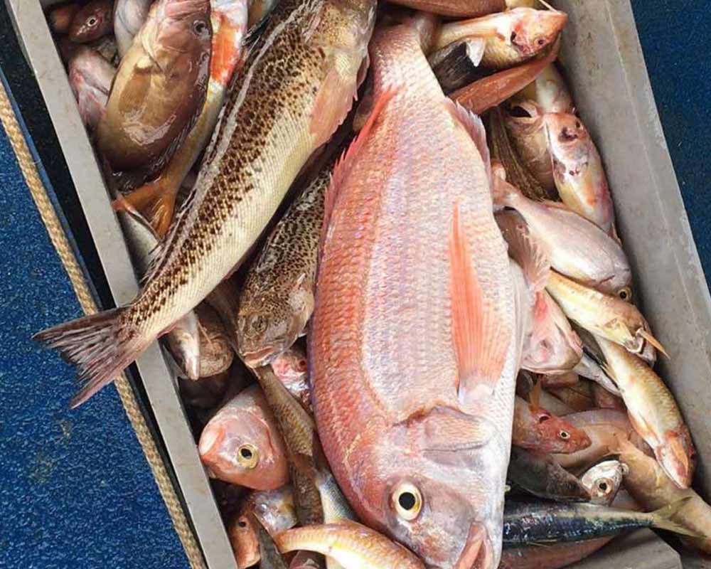 bali fishing trips tailored 21