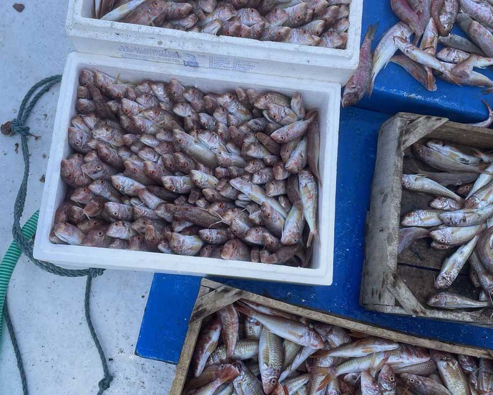 bali fishing trips 24