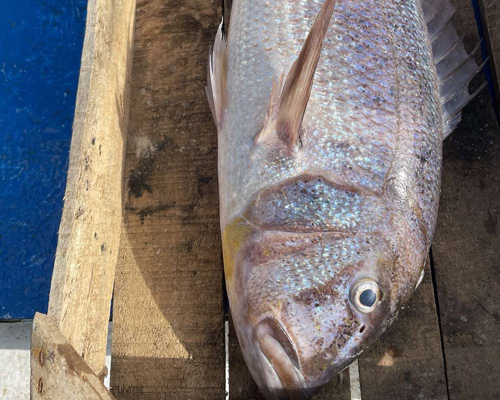 bali fishing trips 25