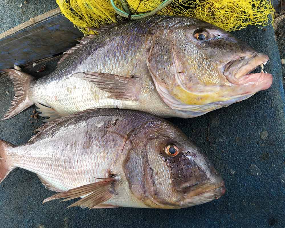bali fishing trips 30