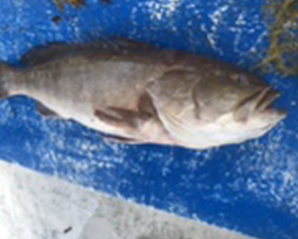 bali fishing trips 32